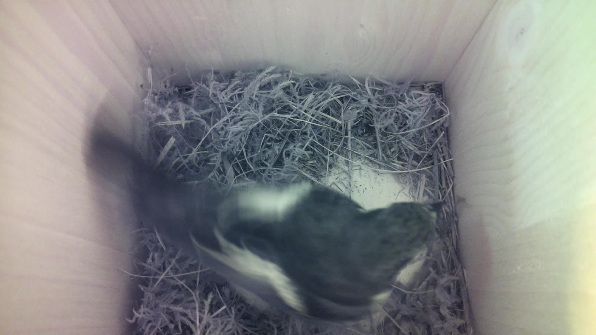 Aufnahme aus dem Vogelhaus