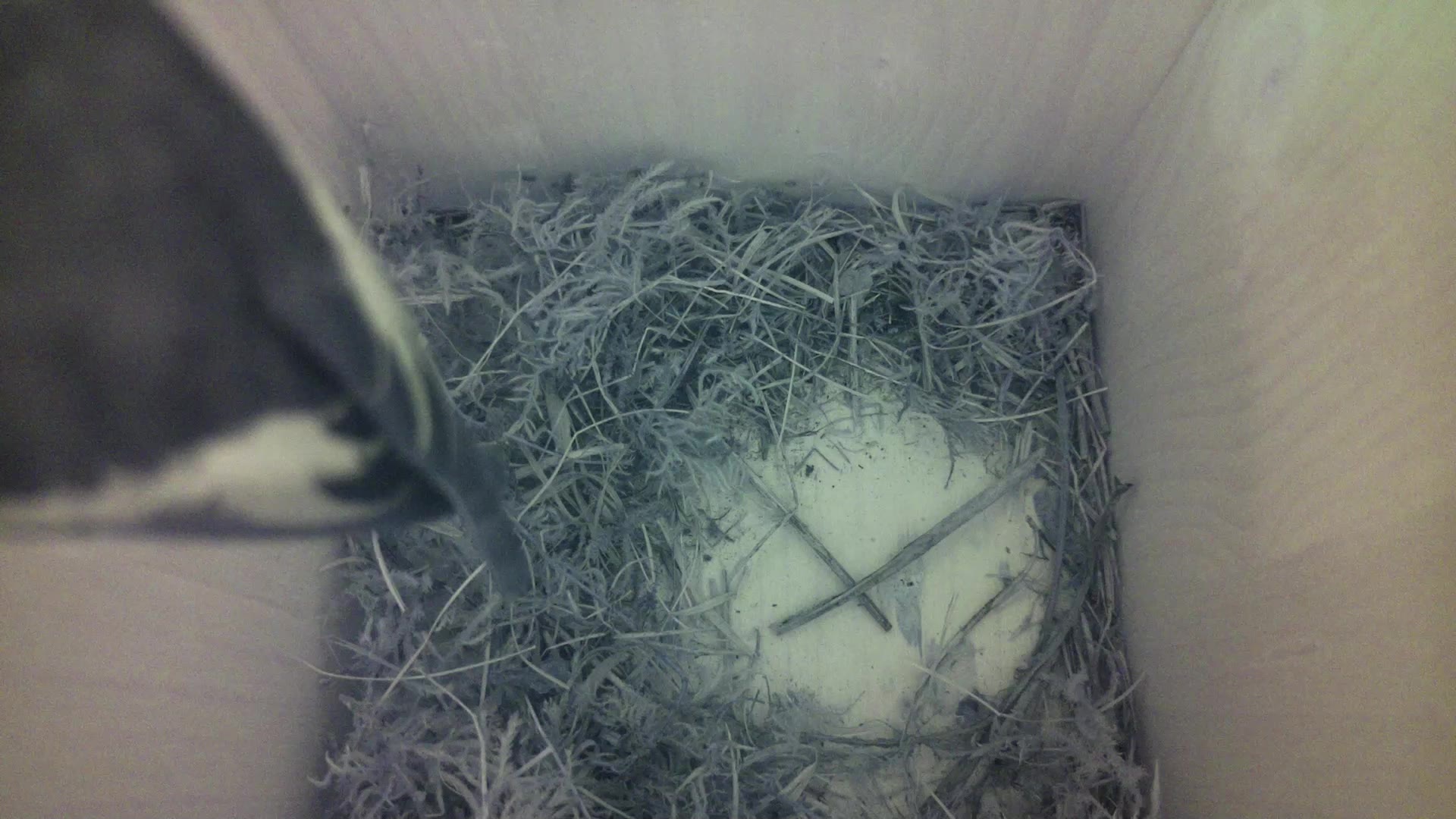 Aufnahme aus dem Vogelhaus