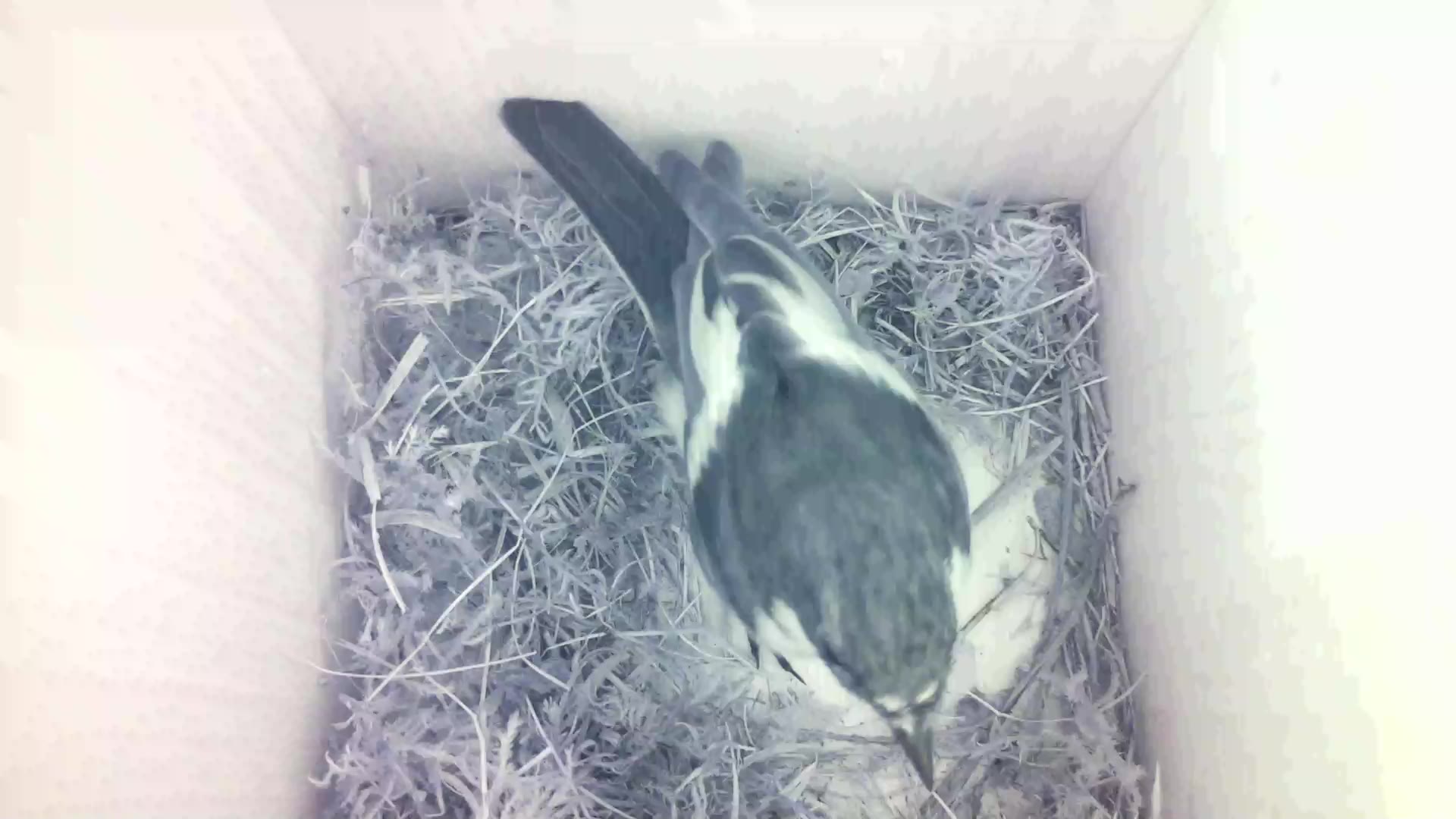 Aufnahme aus dem Vogelhaus