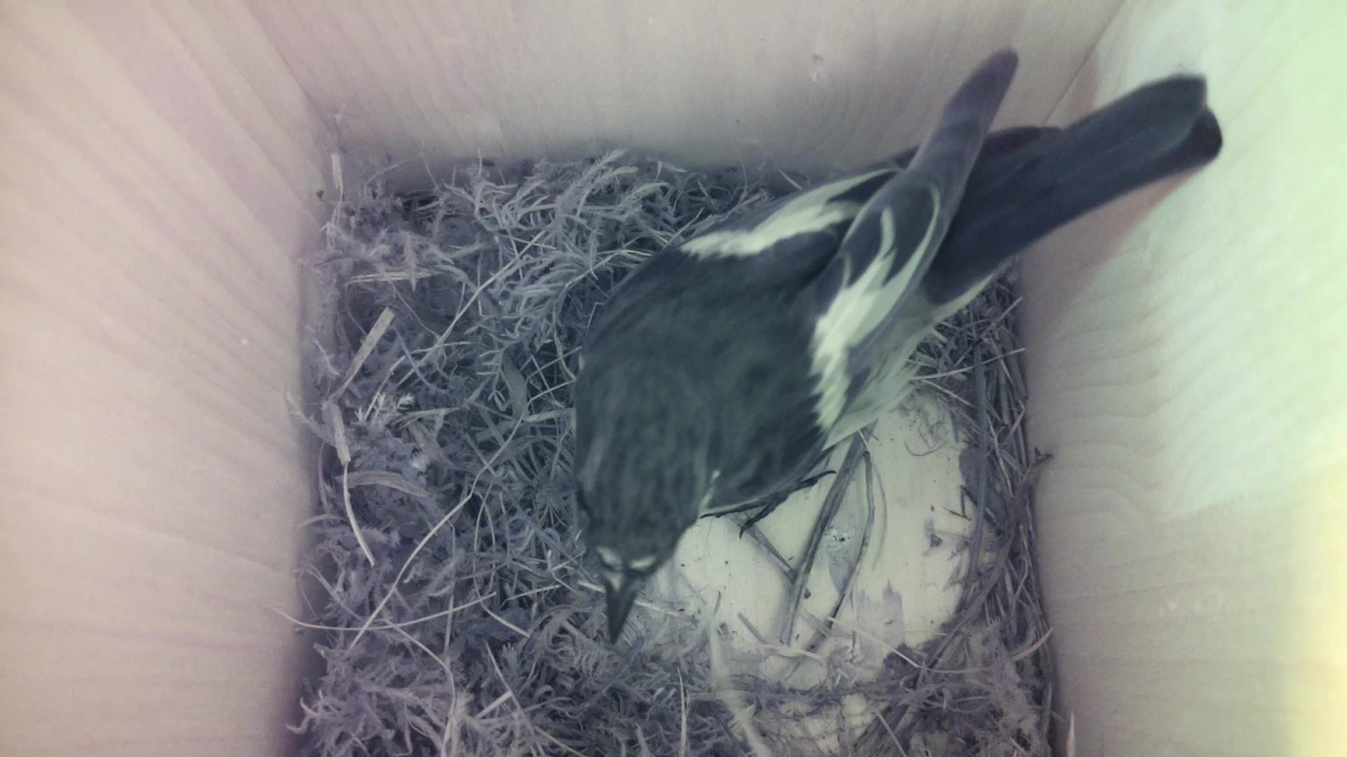 Aufnahme aus dem Vogelhaus