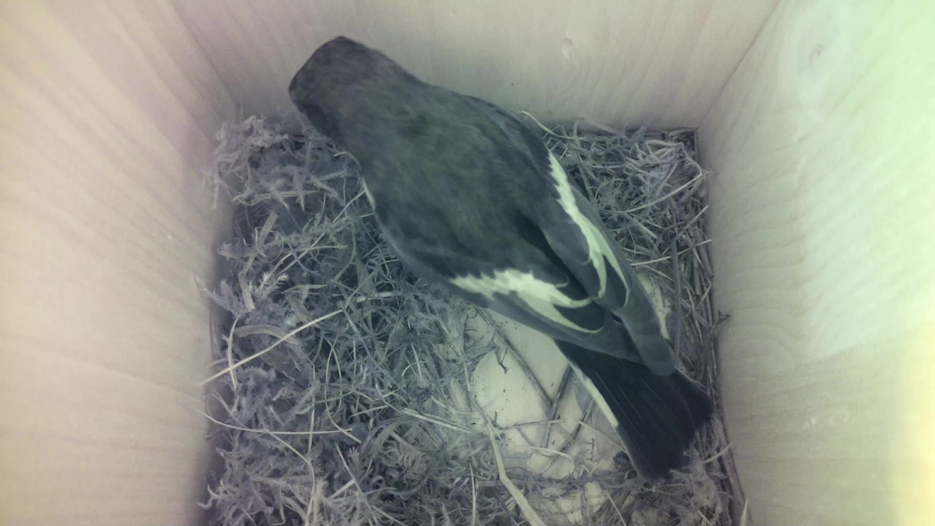 Aufnahme aus dem Vogelhaus