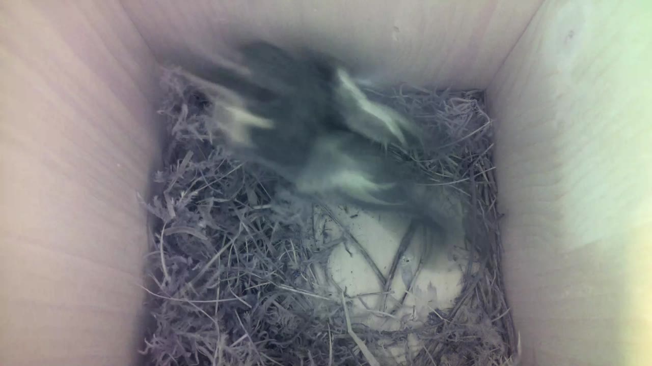 Aufnahme aus dem Vogelhaus