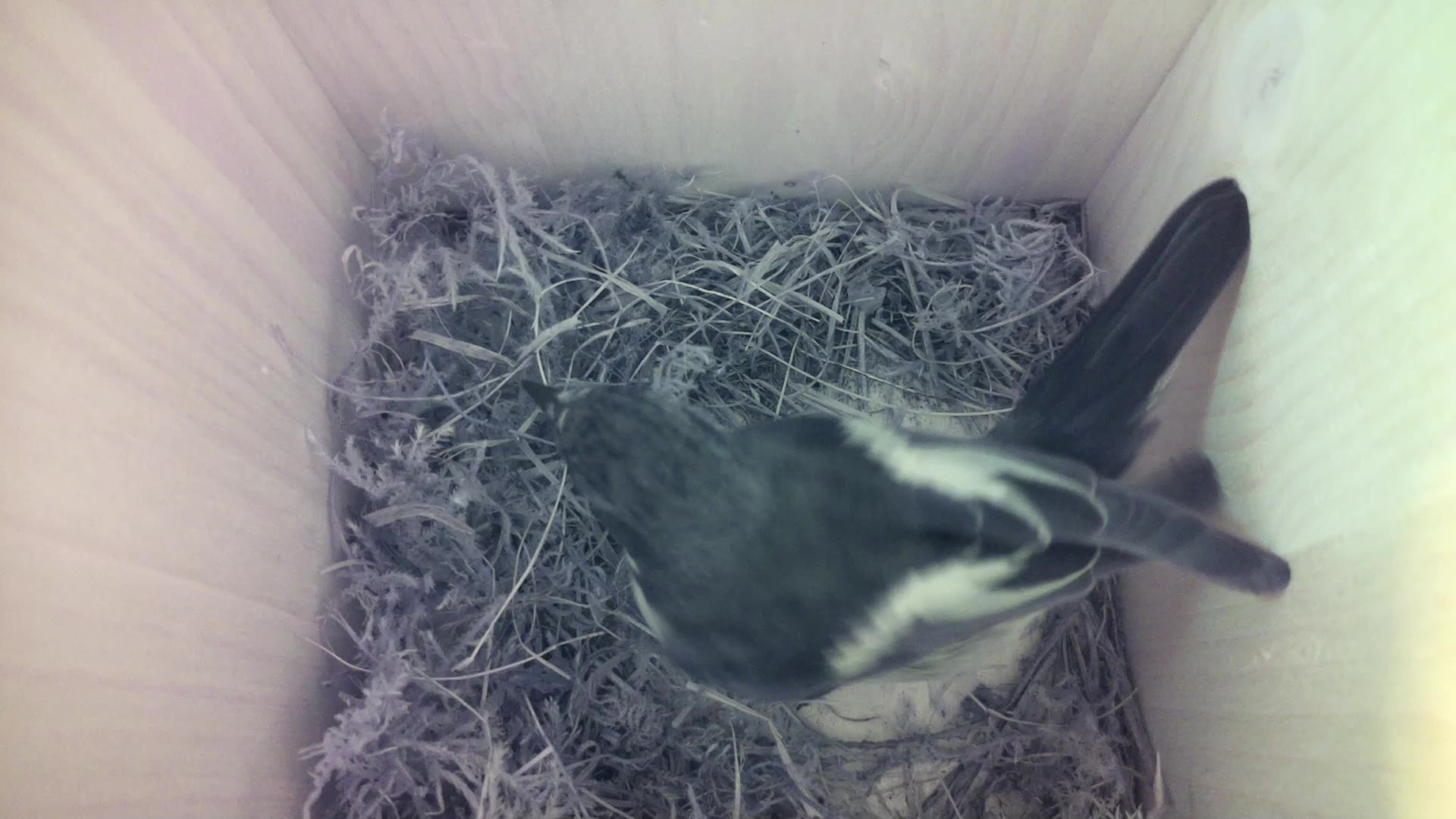 Aufnahme aus dem Vogelhaus
