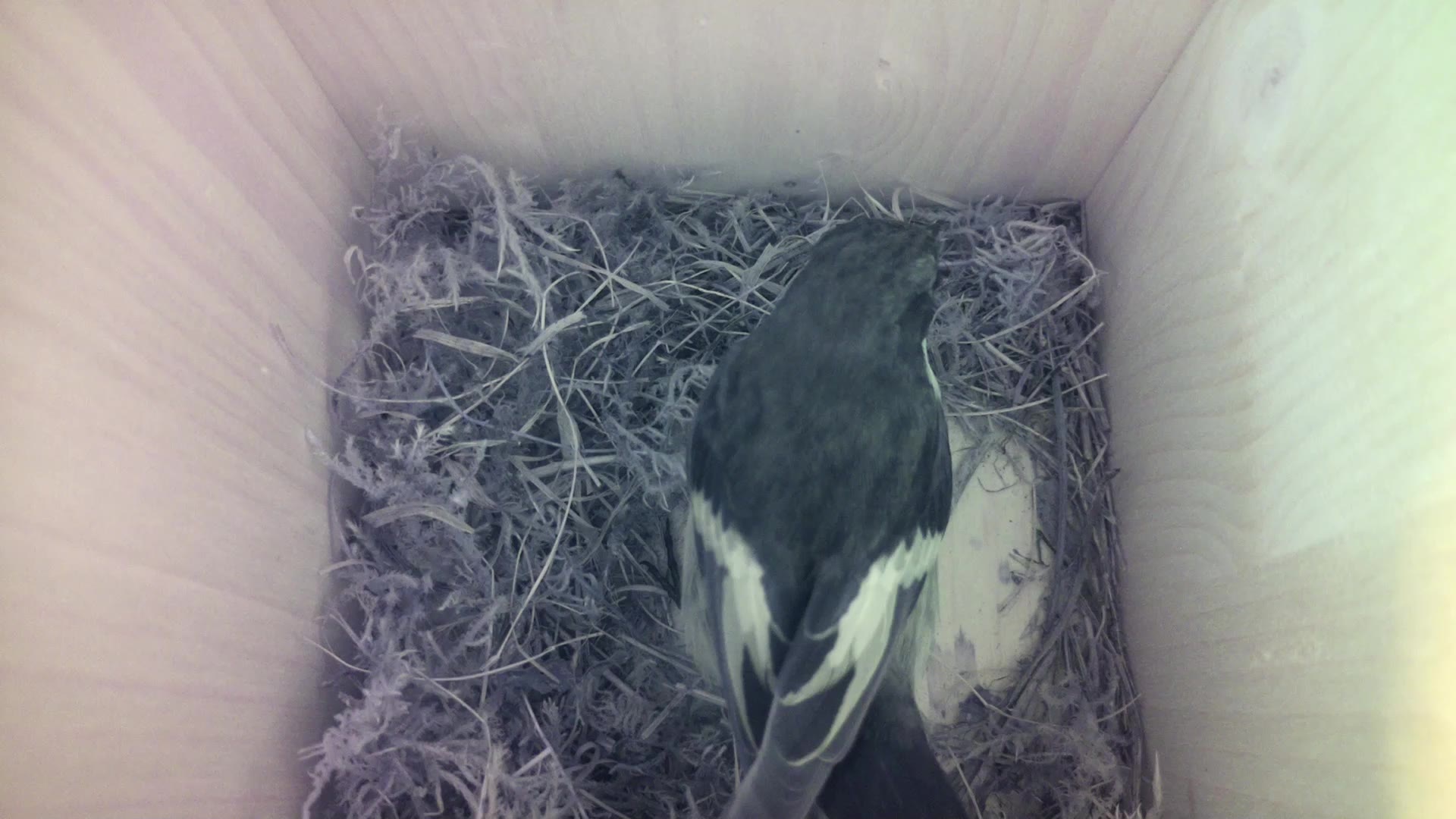 Aufnahme aus dem Vogelhaus