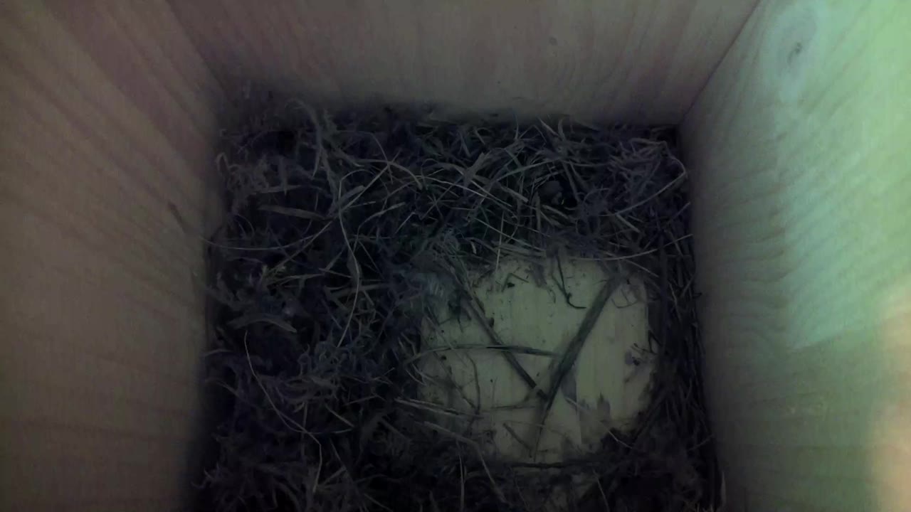 Aufnahme aus dem Vogelhaus