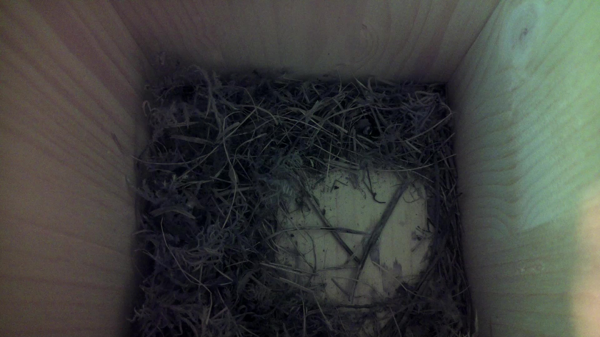 Aufnahme aus dem Vogelhaus