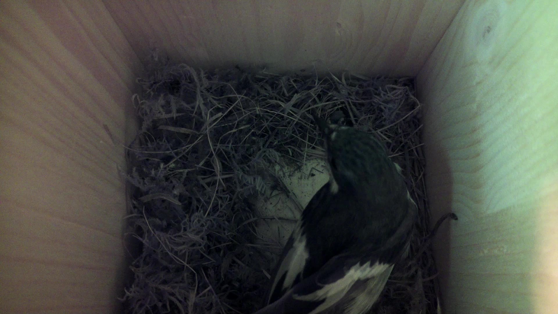Aufnahme aus dem Vogelhaus