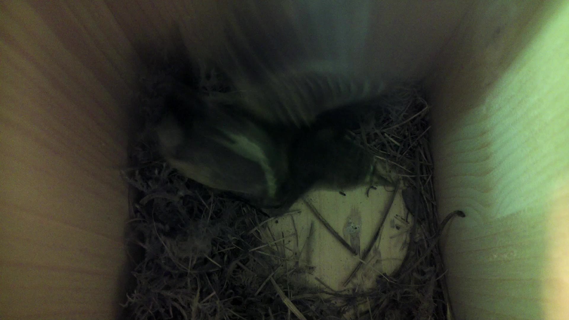 Aufnahme aus dem Vogelhaus