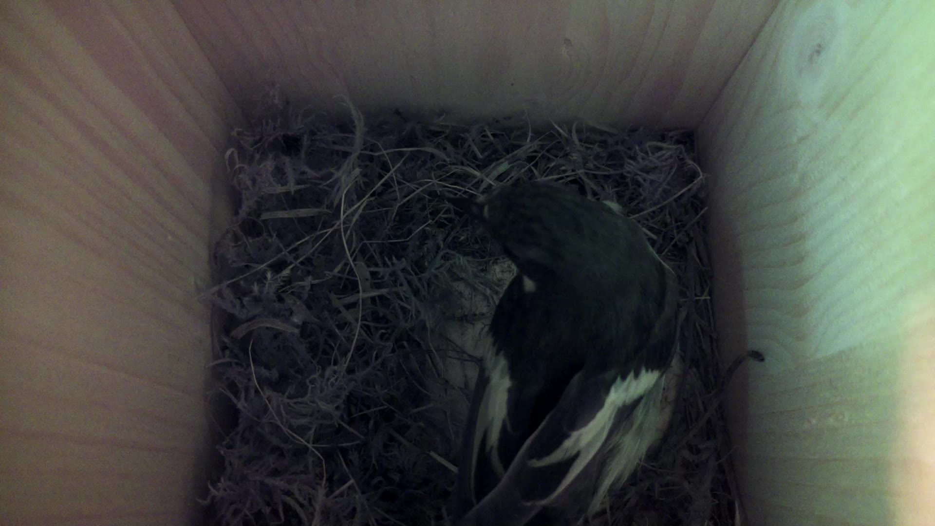 Aufnahme aus dem Vogelhaus
