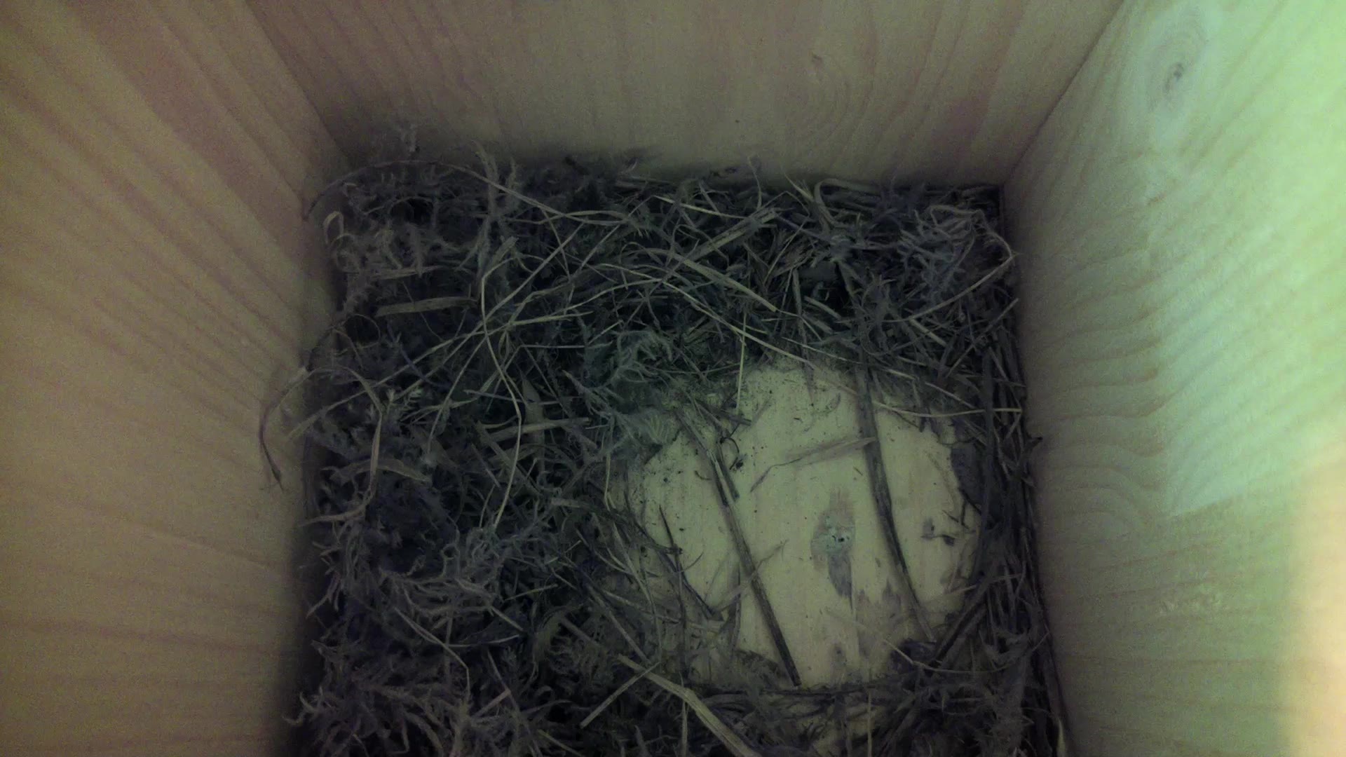 Aufnahme aus dem Vogelhaus
