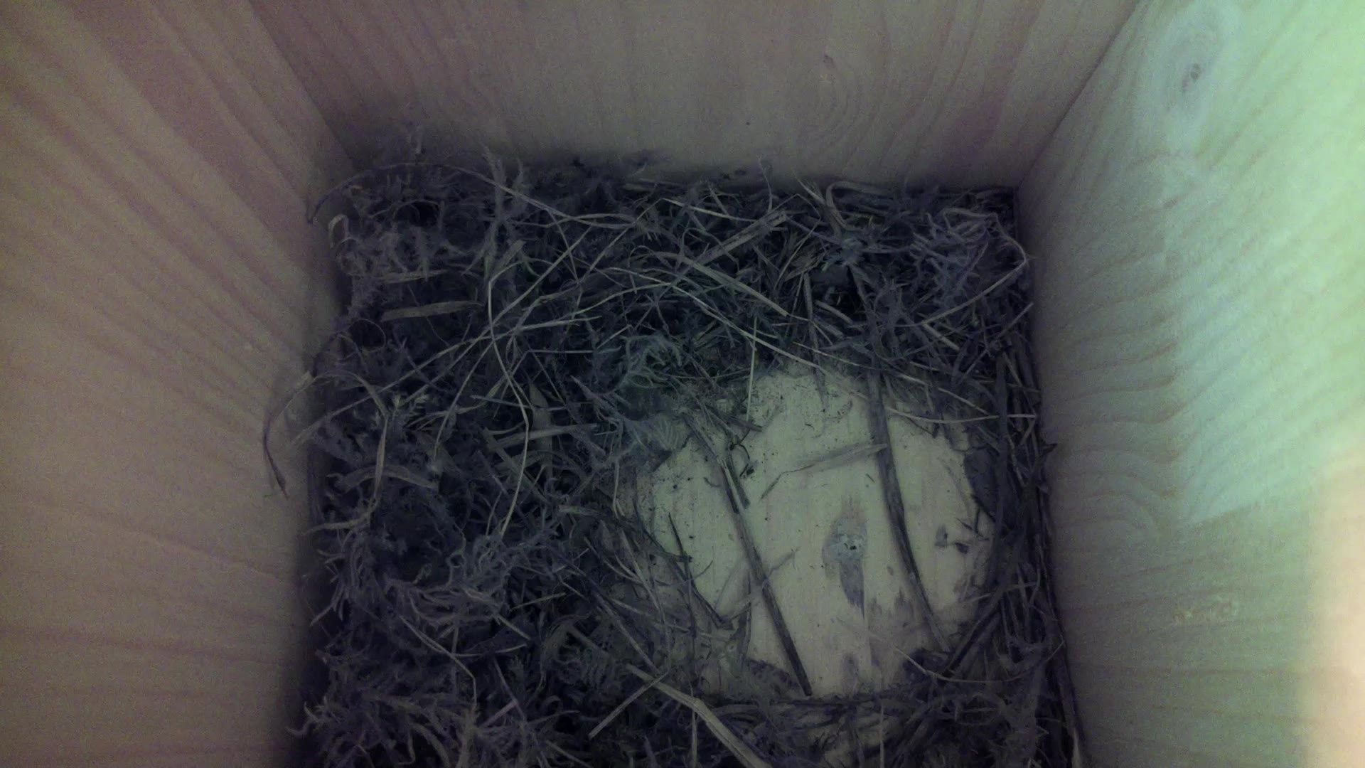 Aufnahme aus dem Vogelhaus