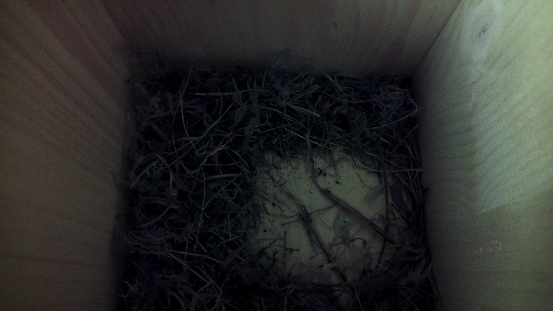 Aufnahme aus dem Vogelhaus