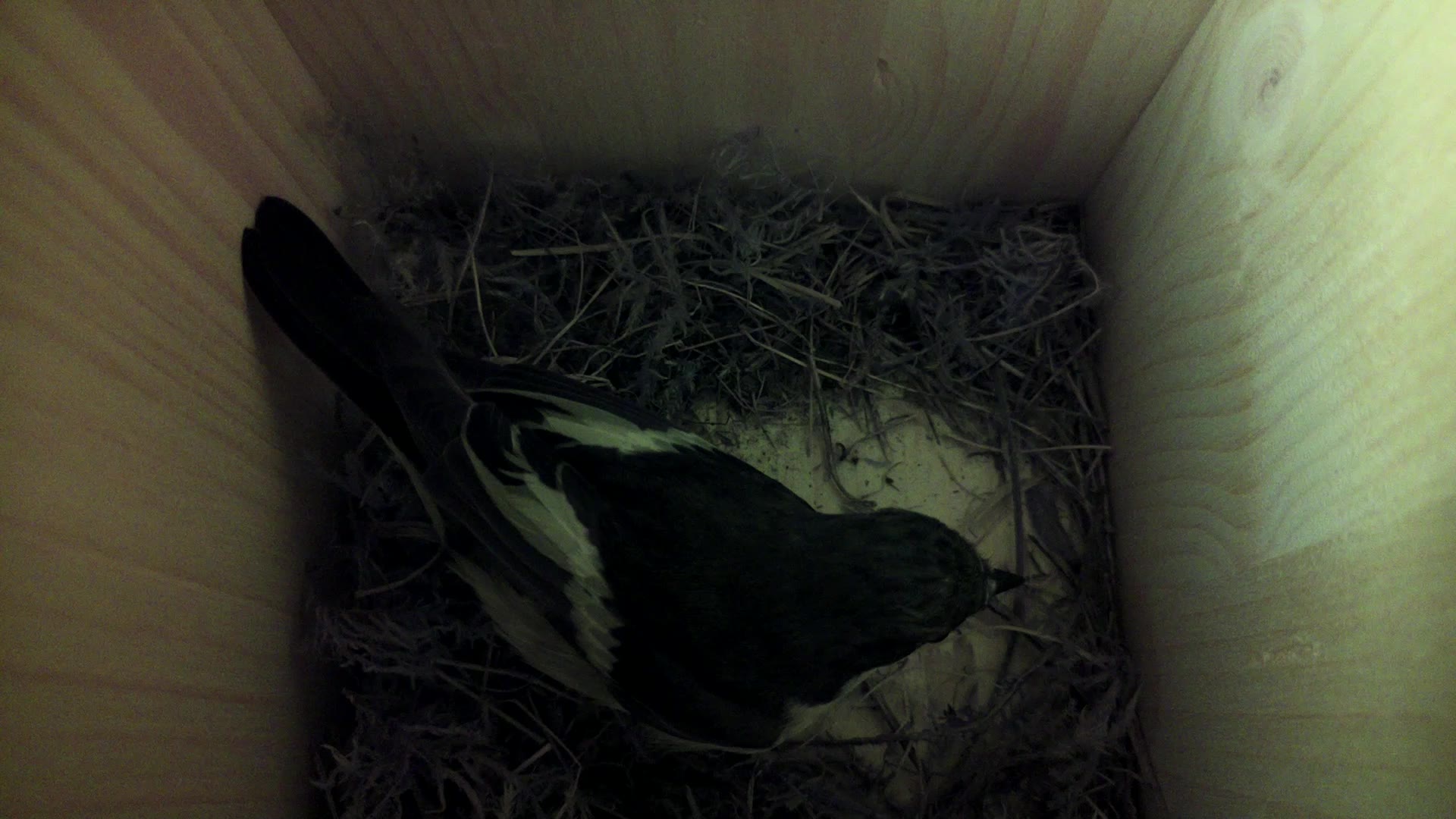 Aufnahme aus dem Vogelhaus
