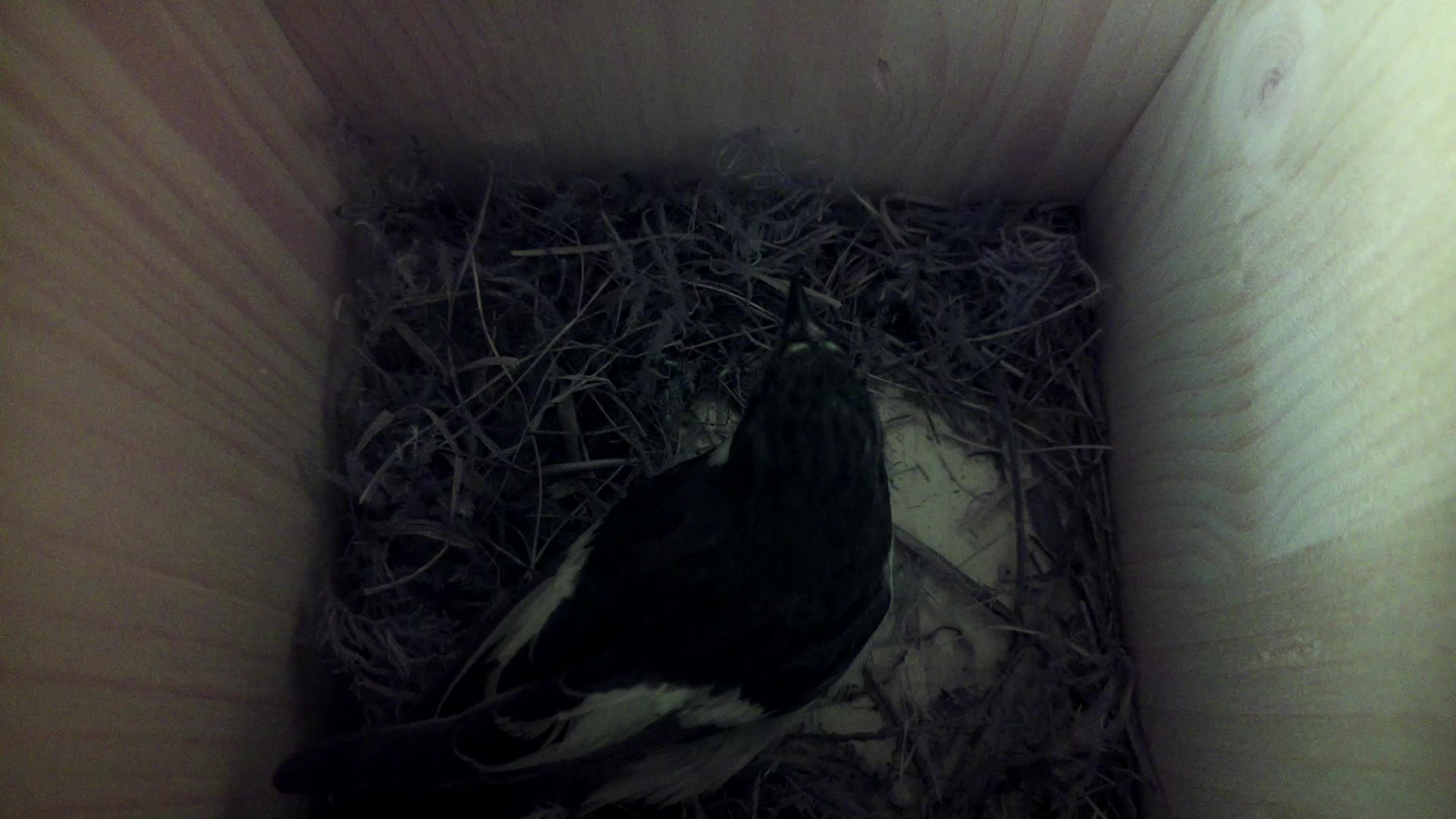Aufnahme aus dem Vogelhaus