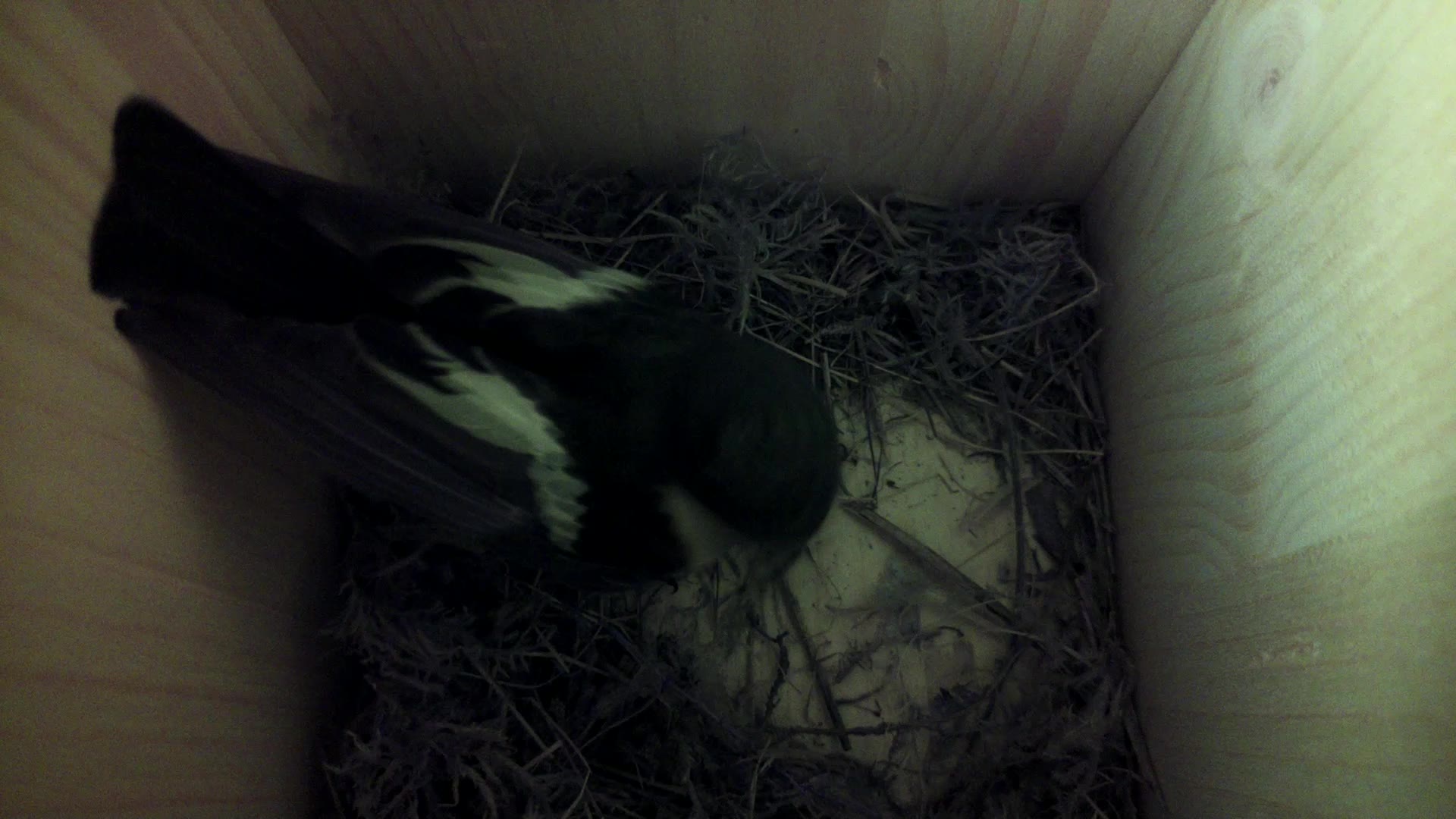 Aufnahme aus dem Vogelhaus