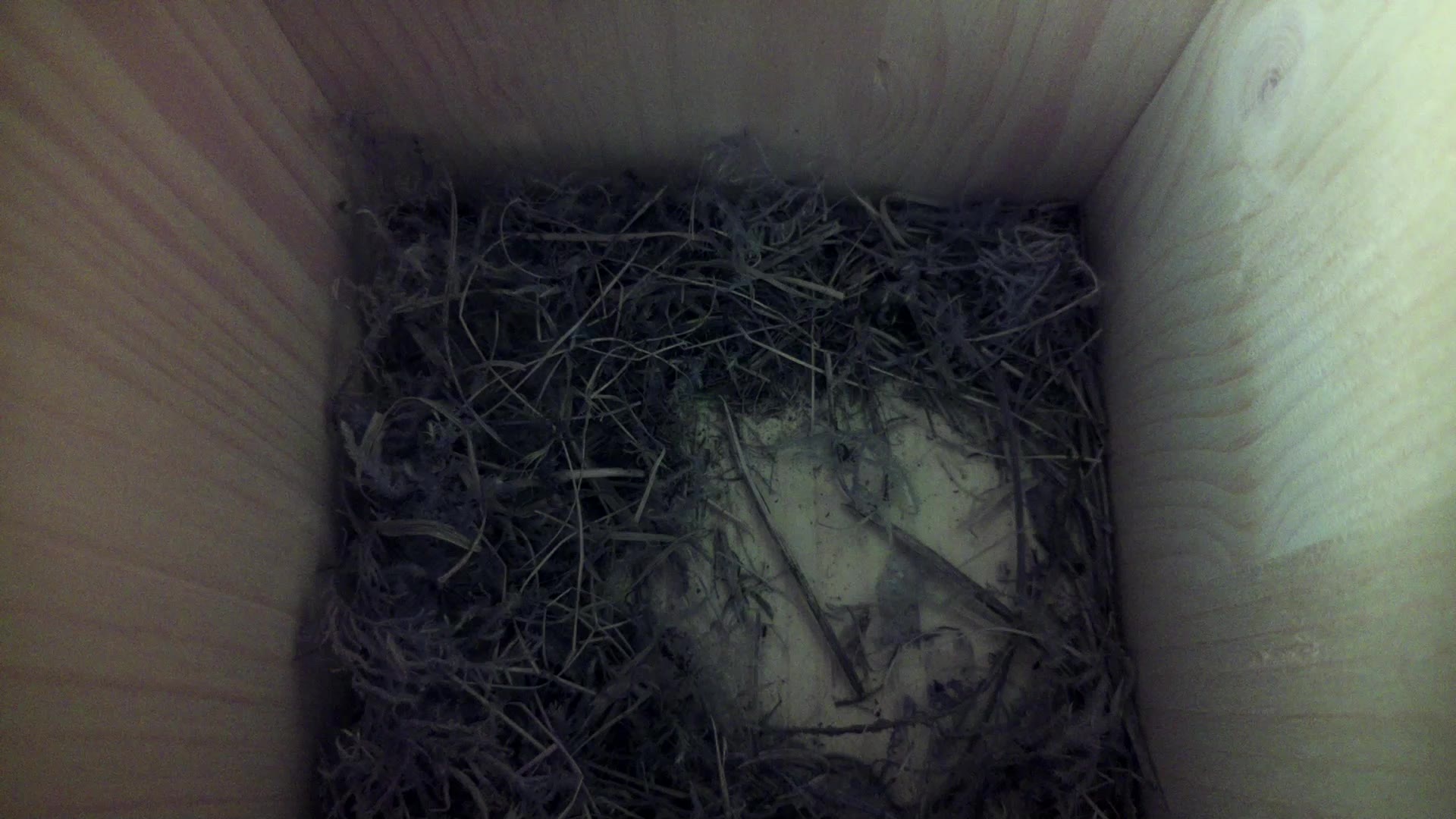 Aufnahme aus dem Vogelhaus