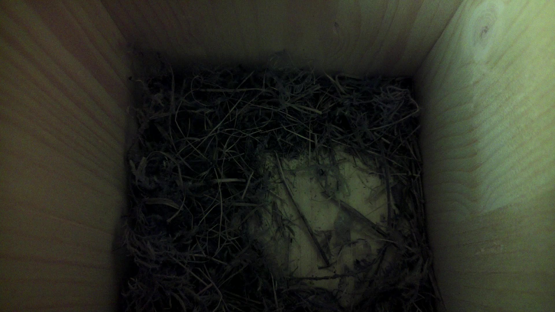 Aufnahme aus dem Vogelhaus