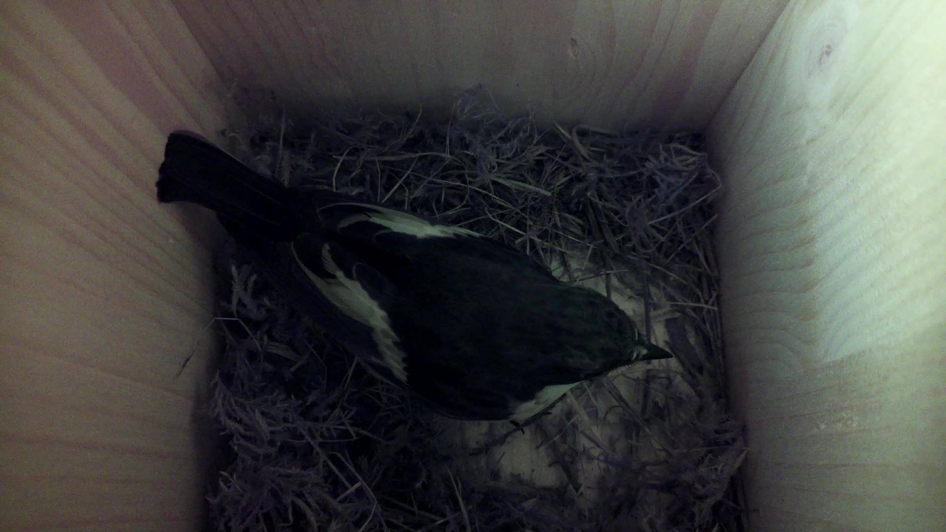 Aufnahme aus dem Vogelhaus