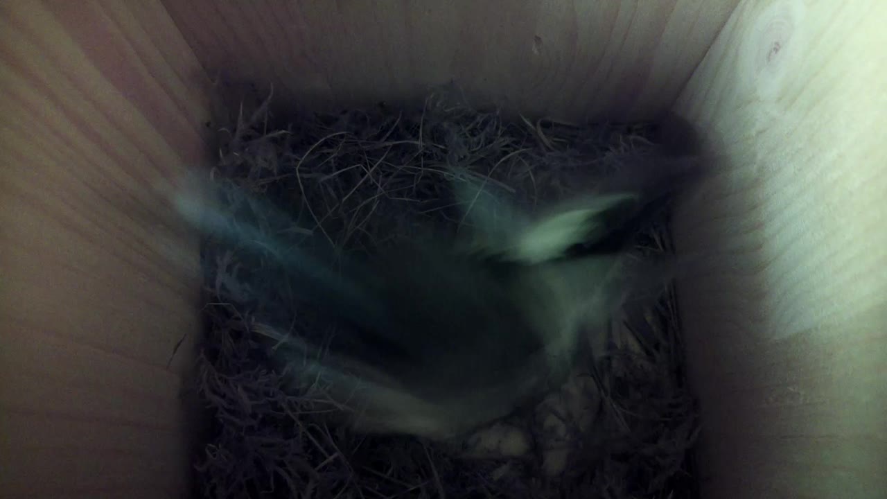 Aufnahme aus dem Vogelhaus