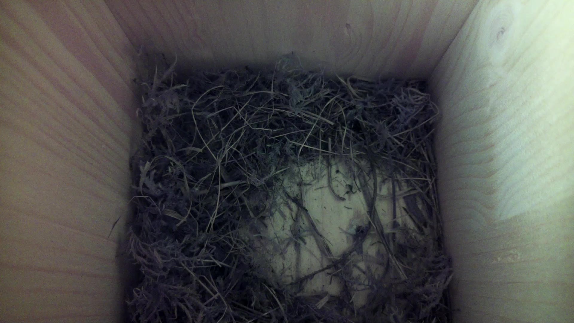 Aufnahme aus dem Vogelhaus