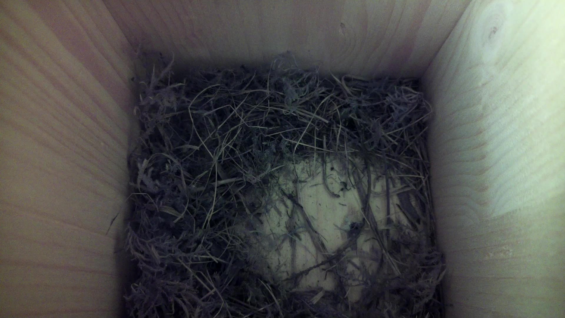 Aufnahme aus dem Vogelhaus