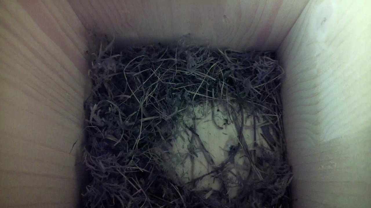 Aufnahme aus dem Vogelhaus