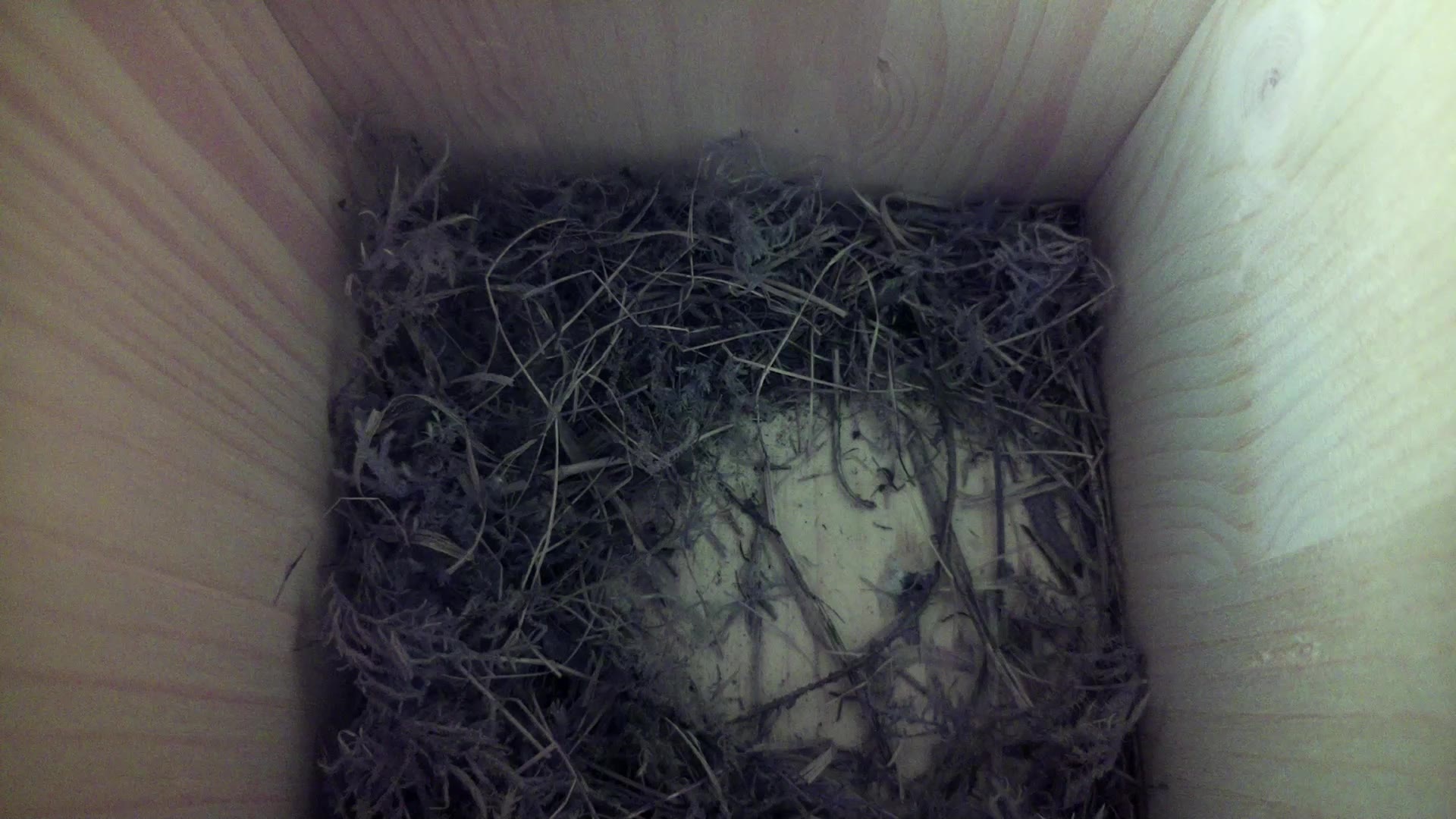 Aufnahme aus dem Vogelhaus