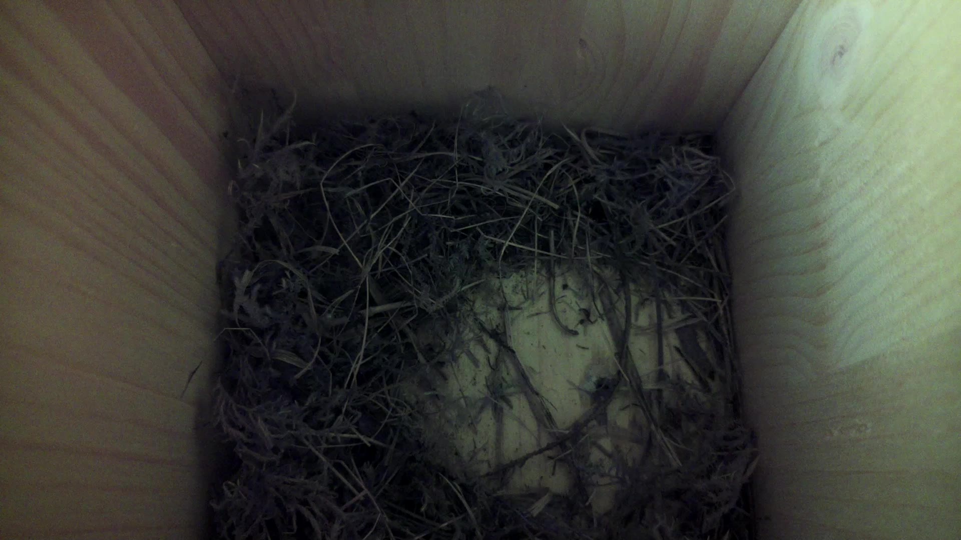 Aufnahme aus dem Vogelhaus