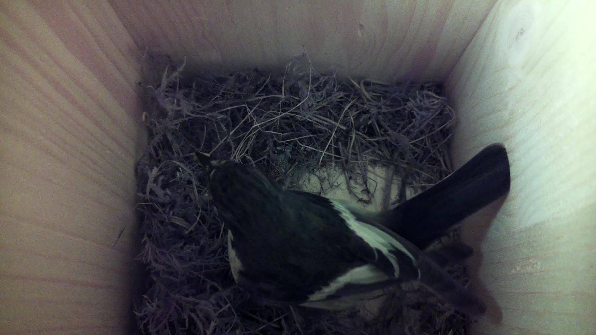 Aufnahme aus dem Vogelhaus
