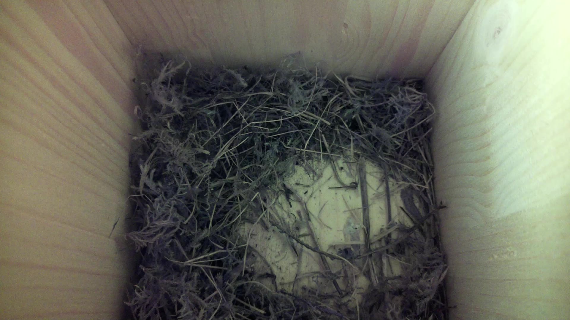 Aufnahme aus dem Vogelhaus