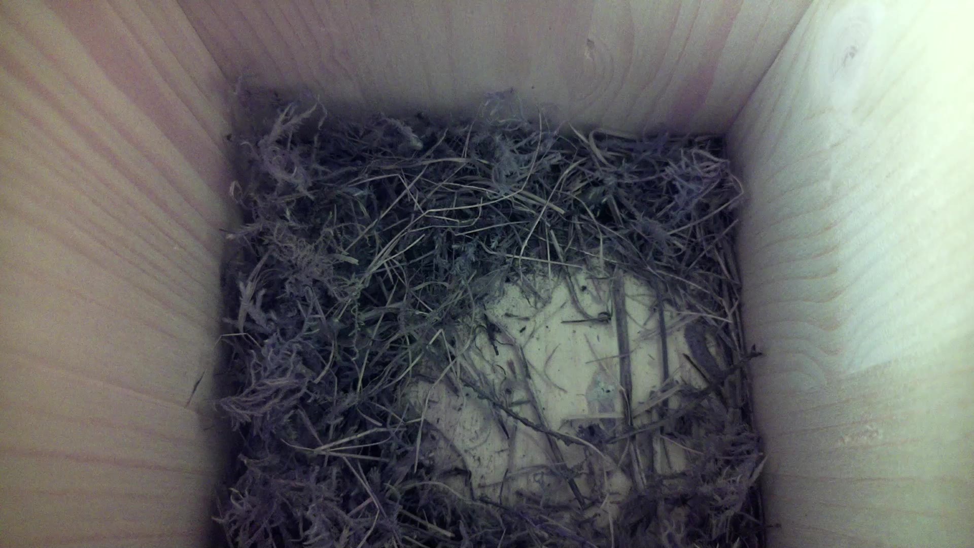 Aufnahme aus dem Vogelhaus