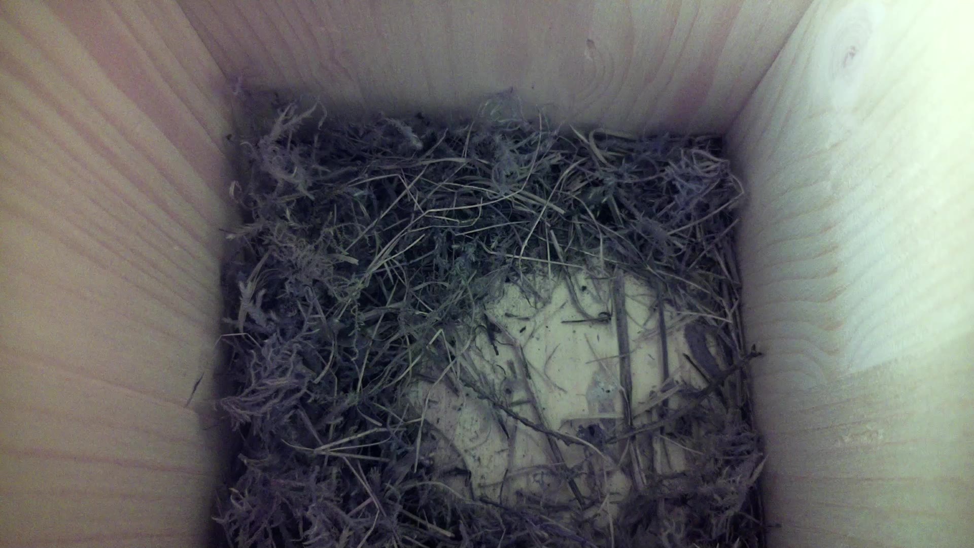 Aufnahme aus dem Vogelhaus