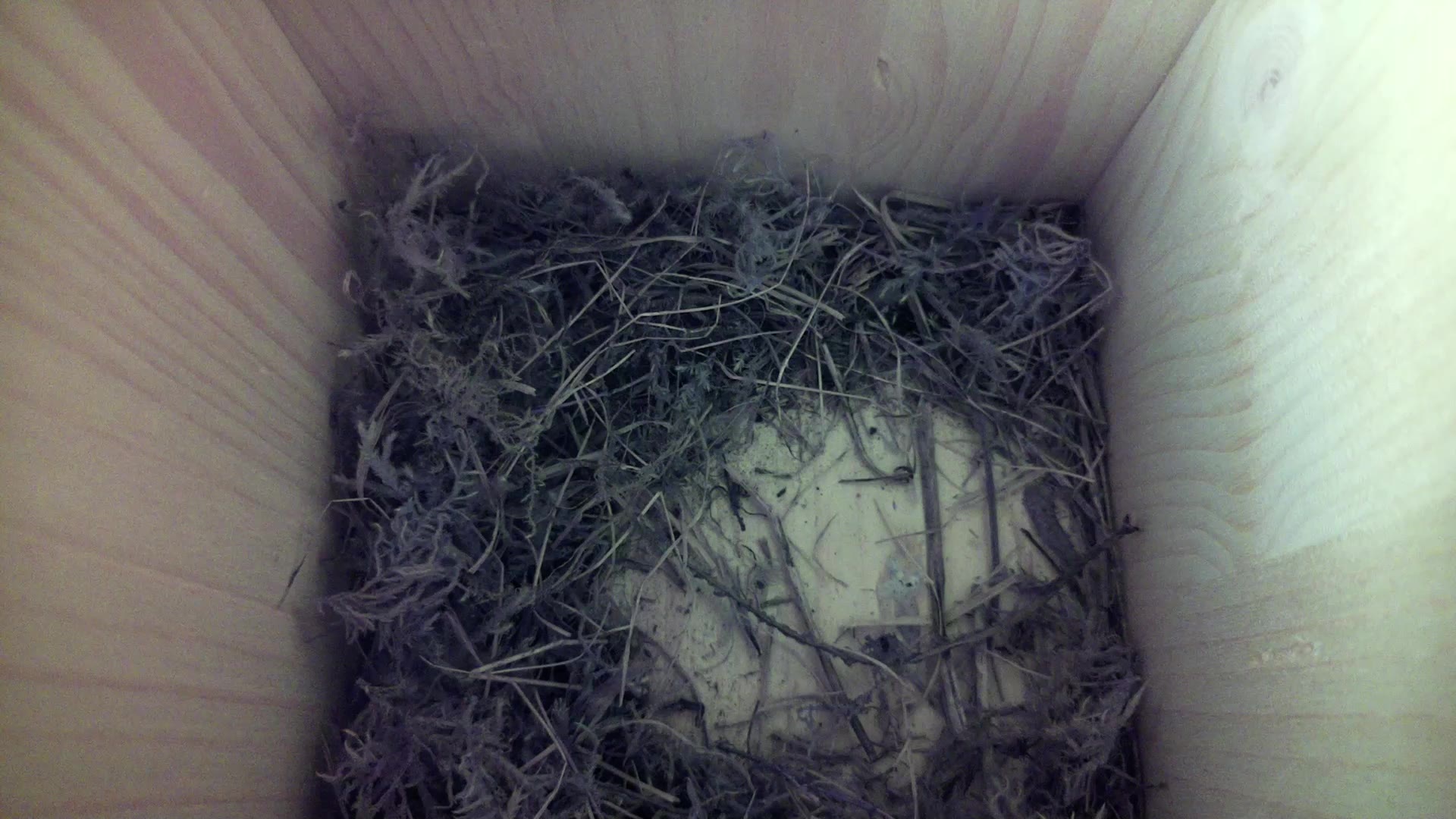 Aufnahme aus dem Vogelhaus