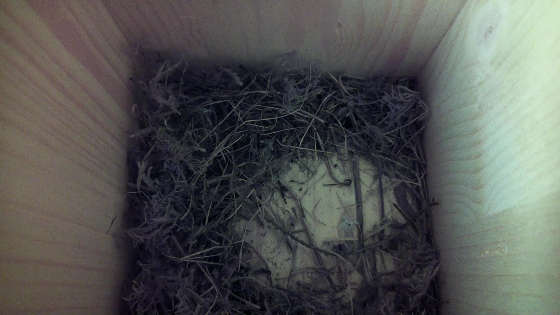 Aufnahme aus dem Vogelhaus