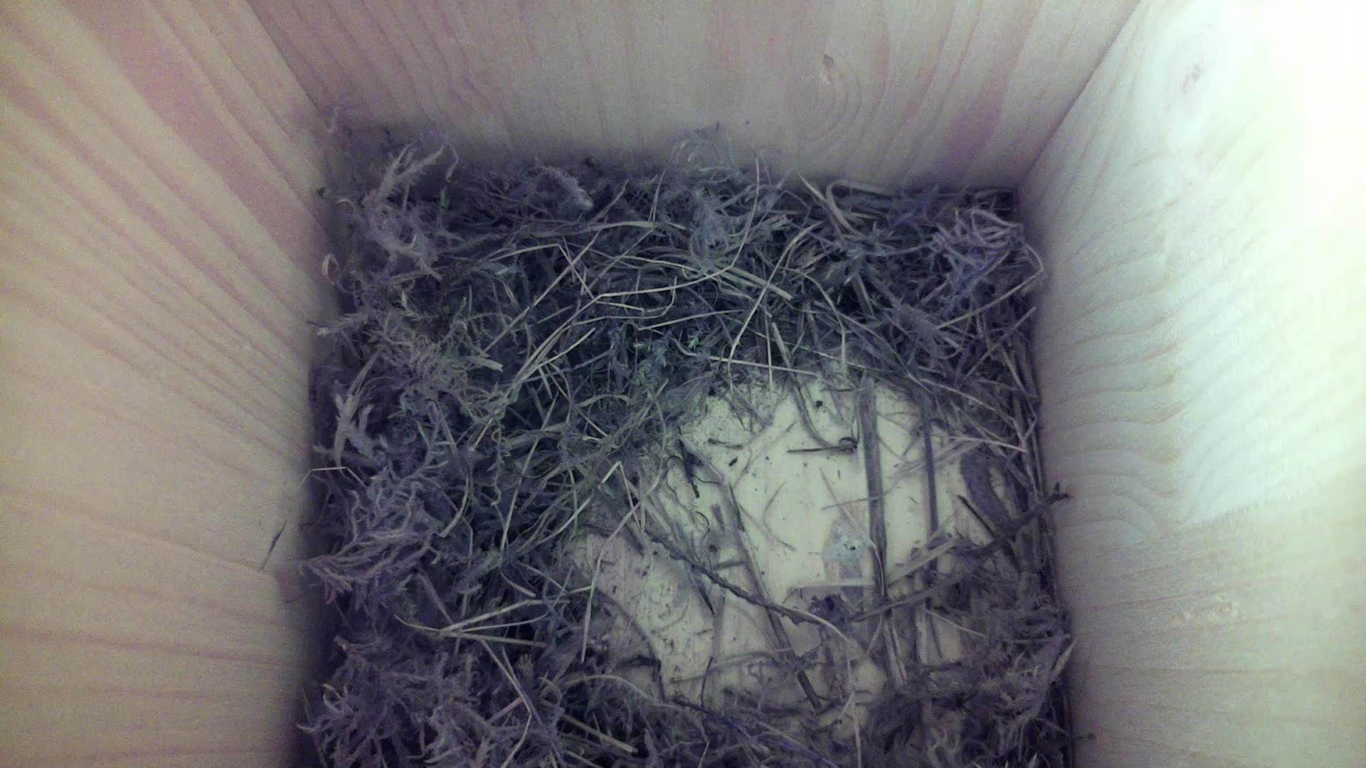 Aufnahme aus dem Vogelhaus