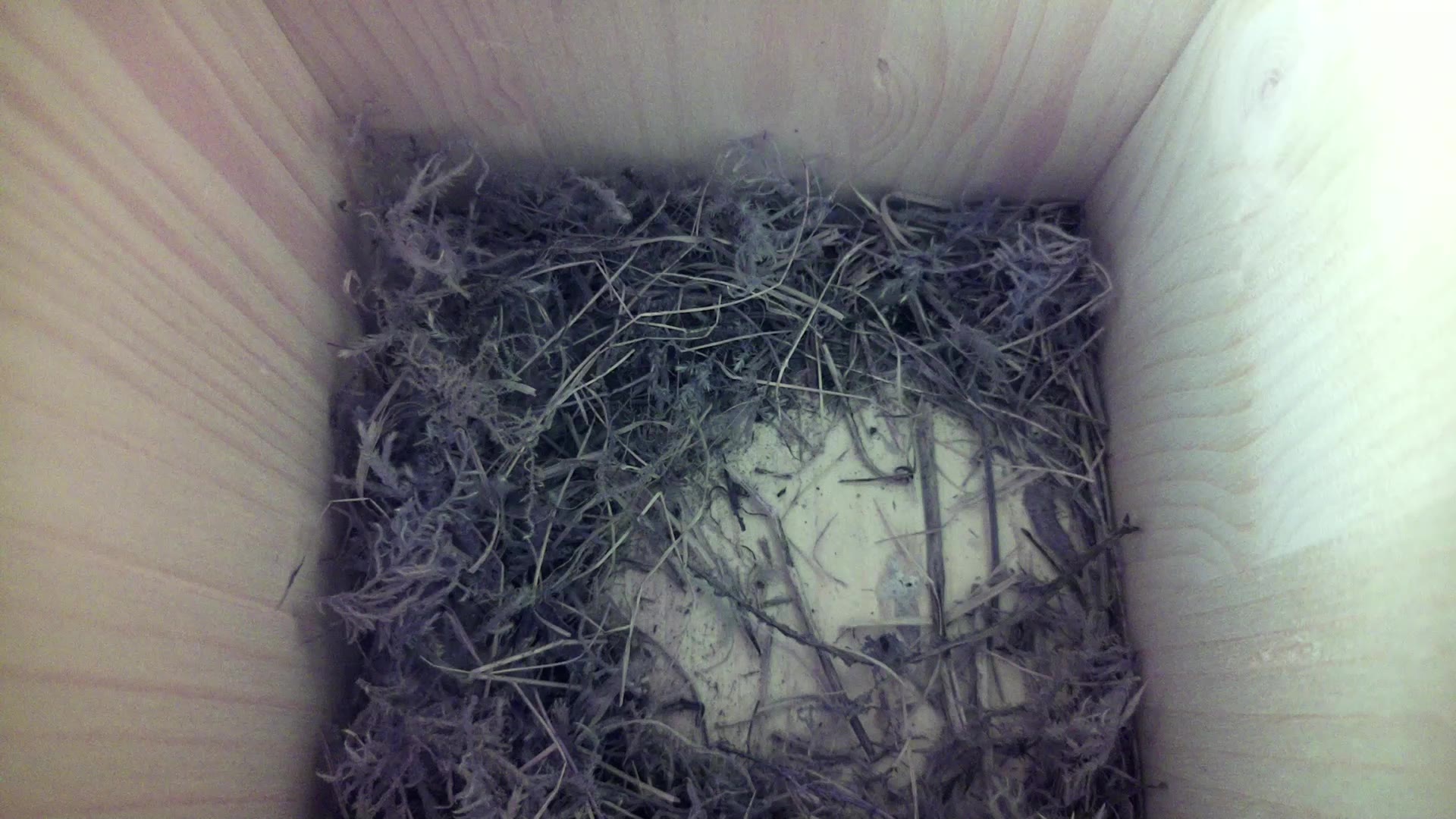 Aufnahme aus dem Vogelhaus