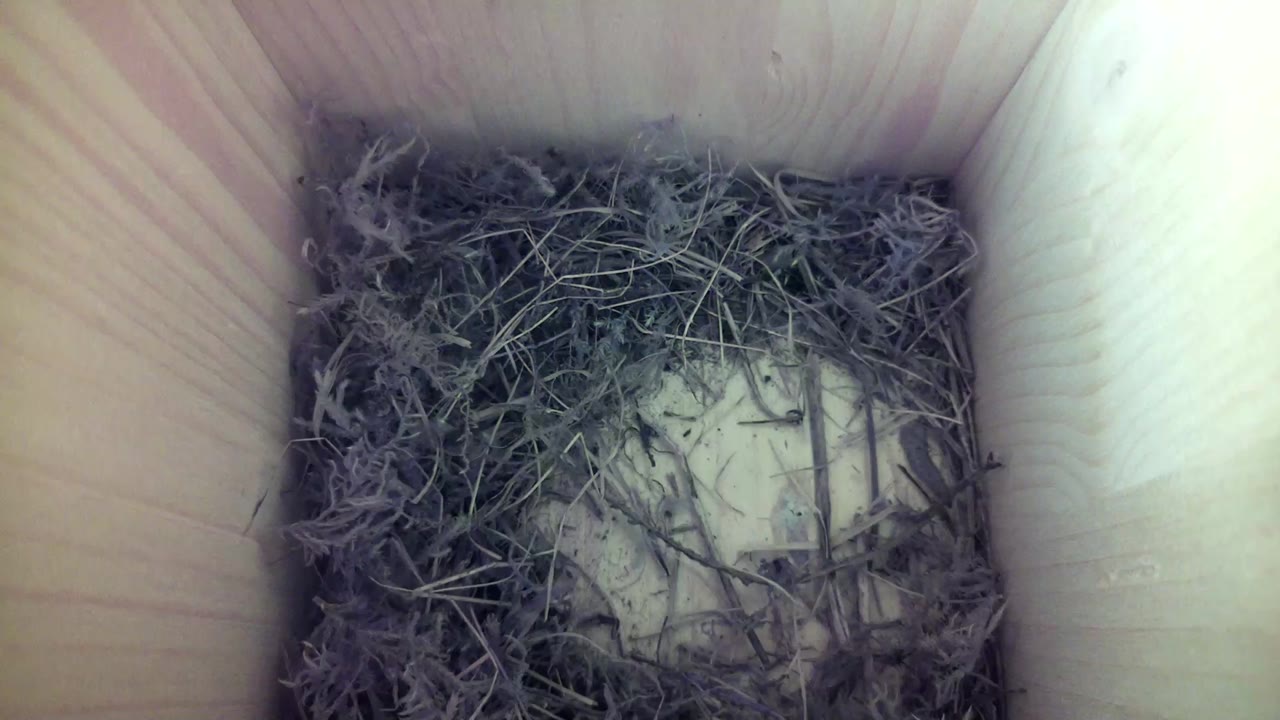 Aufnahme aus dem Vogelhaus