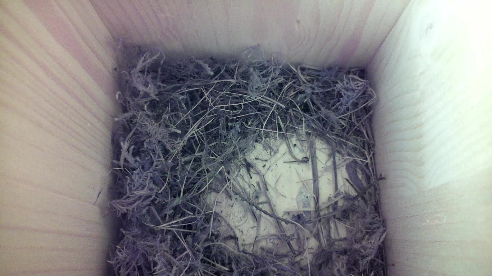 Aufnahme aus dem Vogelhaus