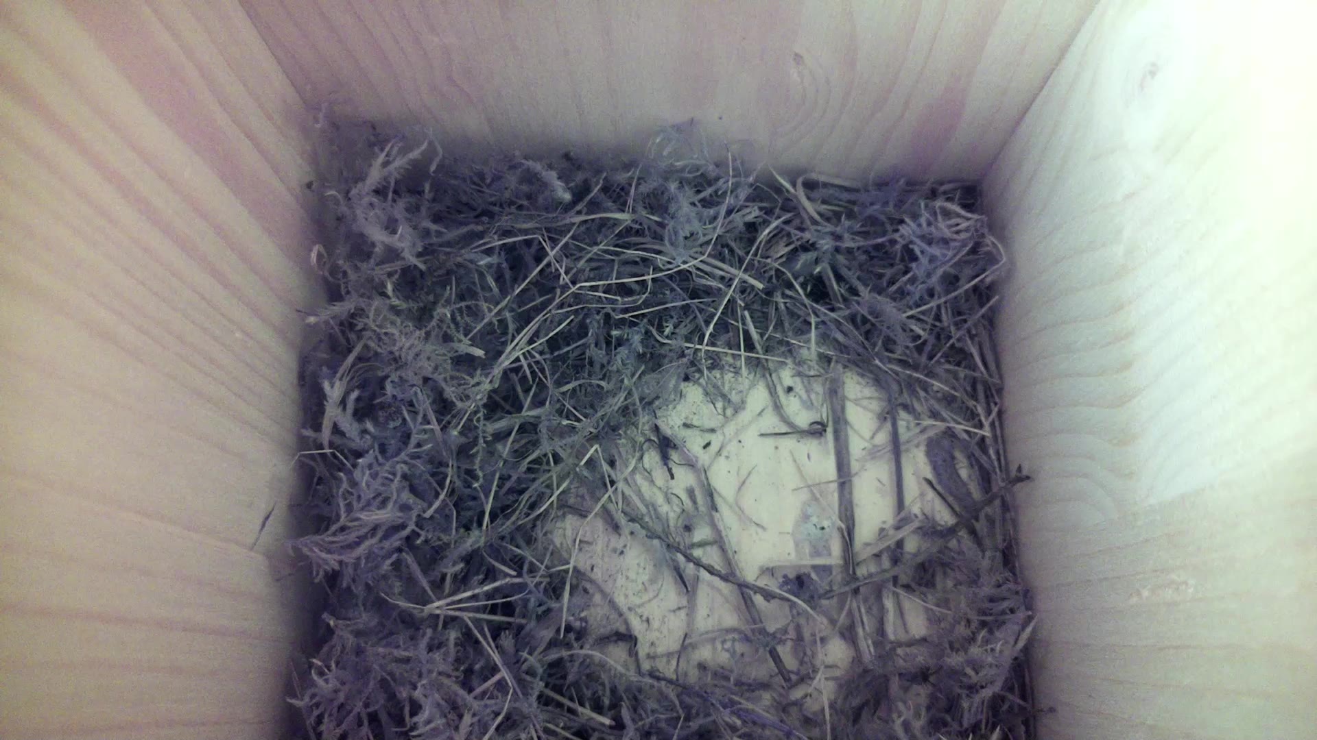 Aufnahme aus dem Vogelhaus