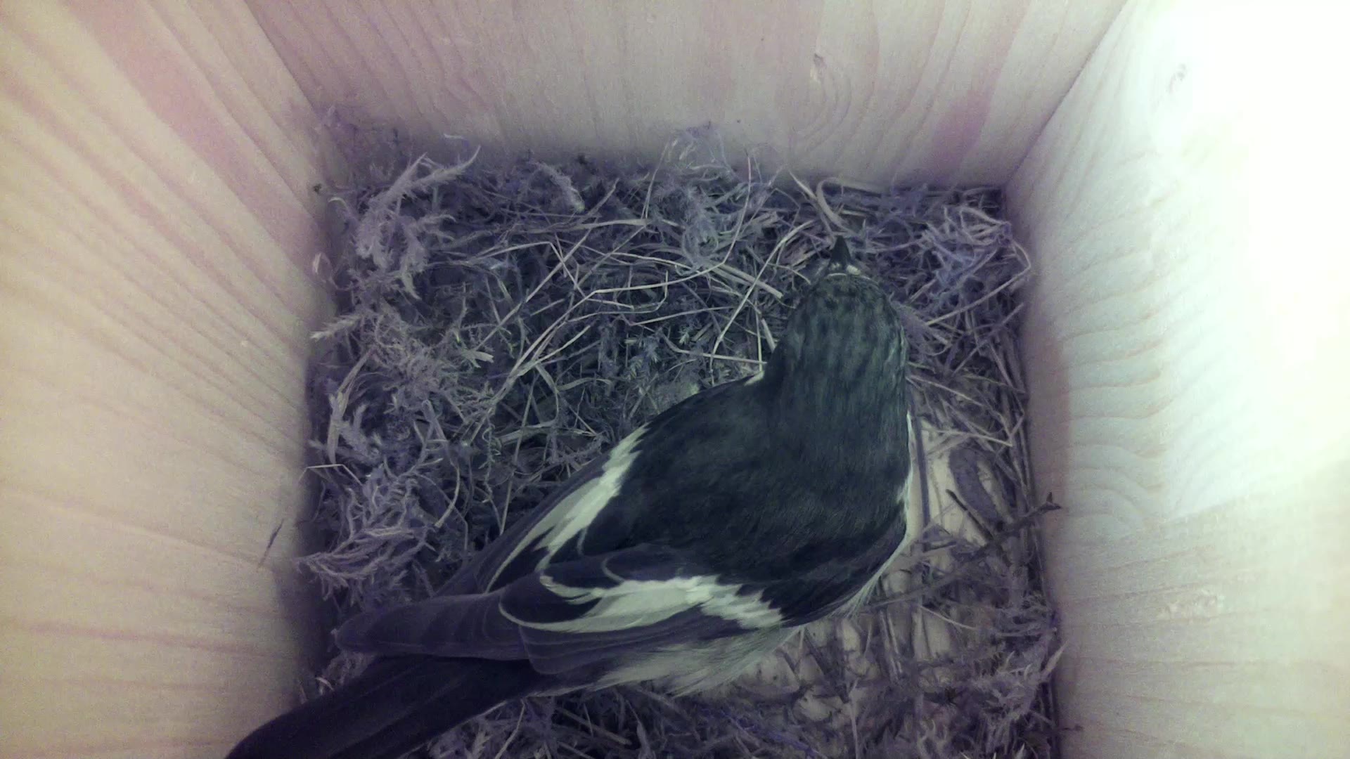 Aufnahme aus dem Vogelhaus