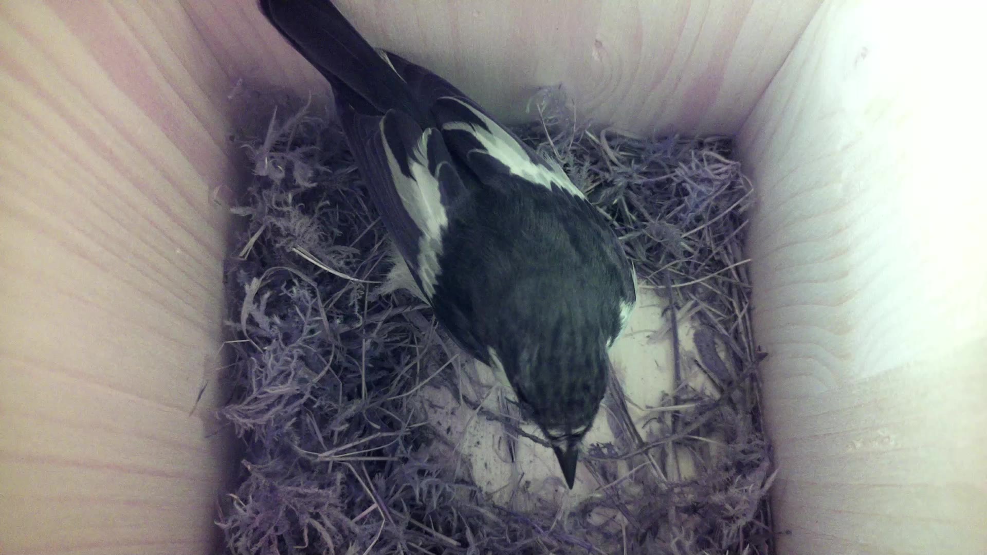 Aufnahme aus dem Vogelhaus