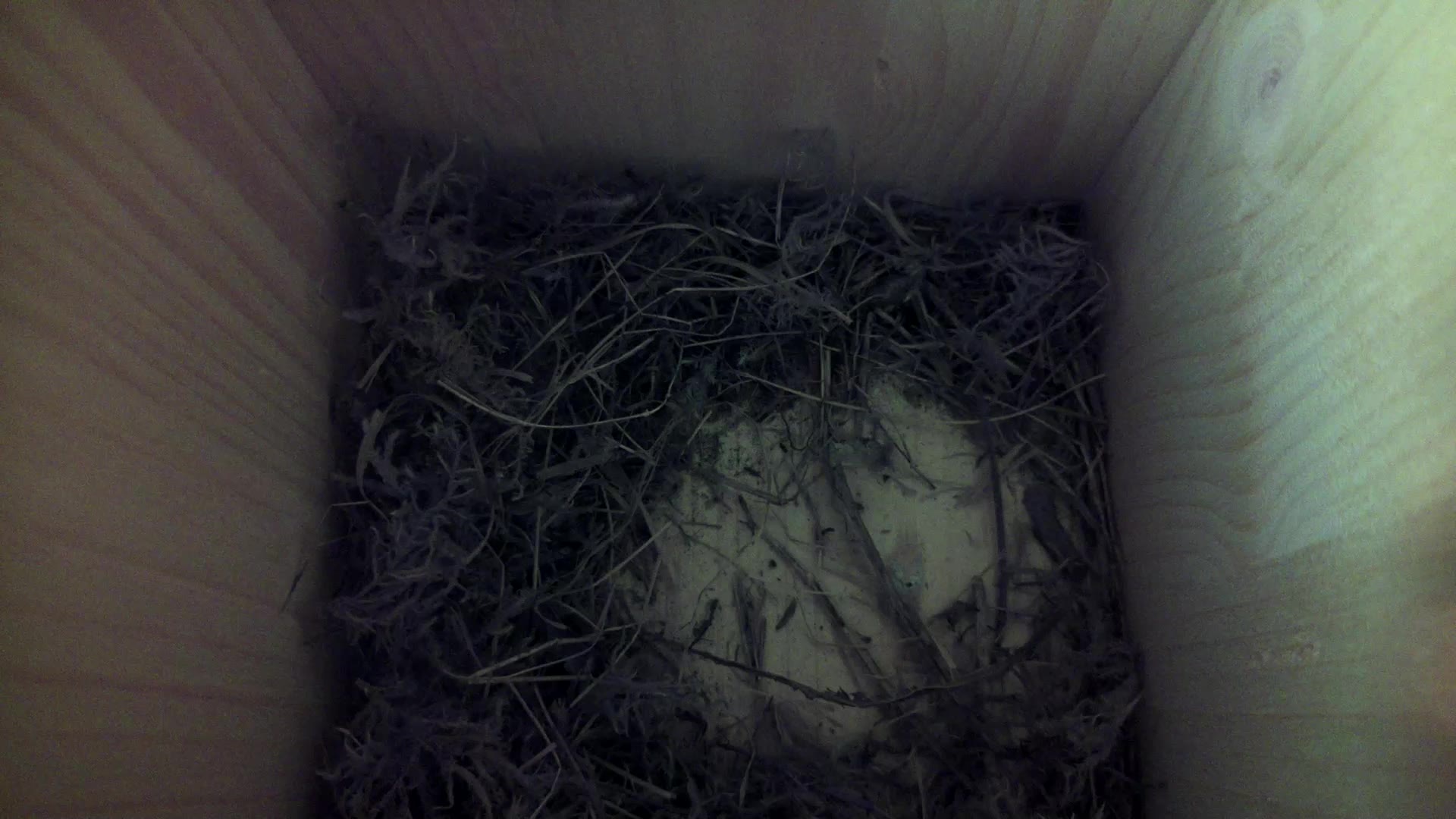 Aufnahme aus dem Vogelhaus