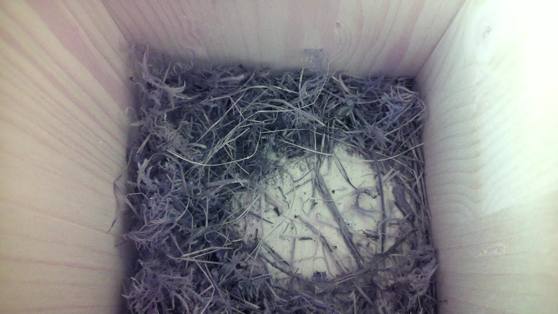 Aufnahme aus dem Vogelhaus