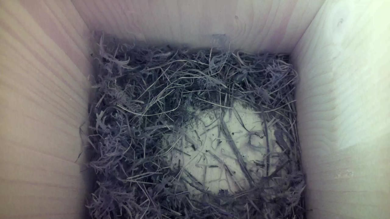 Aufnahme aus dem Vogelhaus
