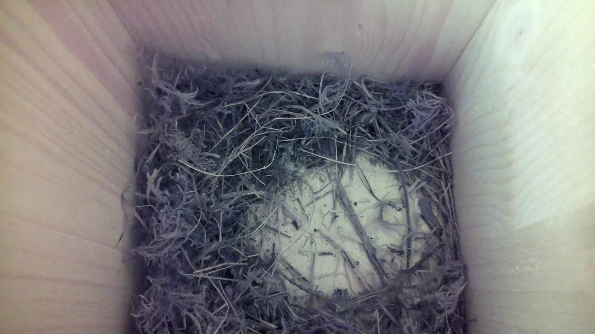 Aufnahme aus dem Vogelhaus