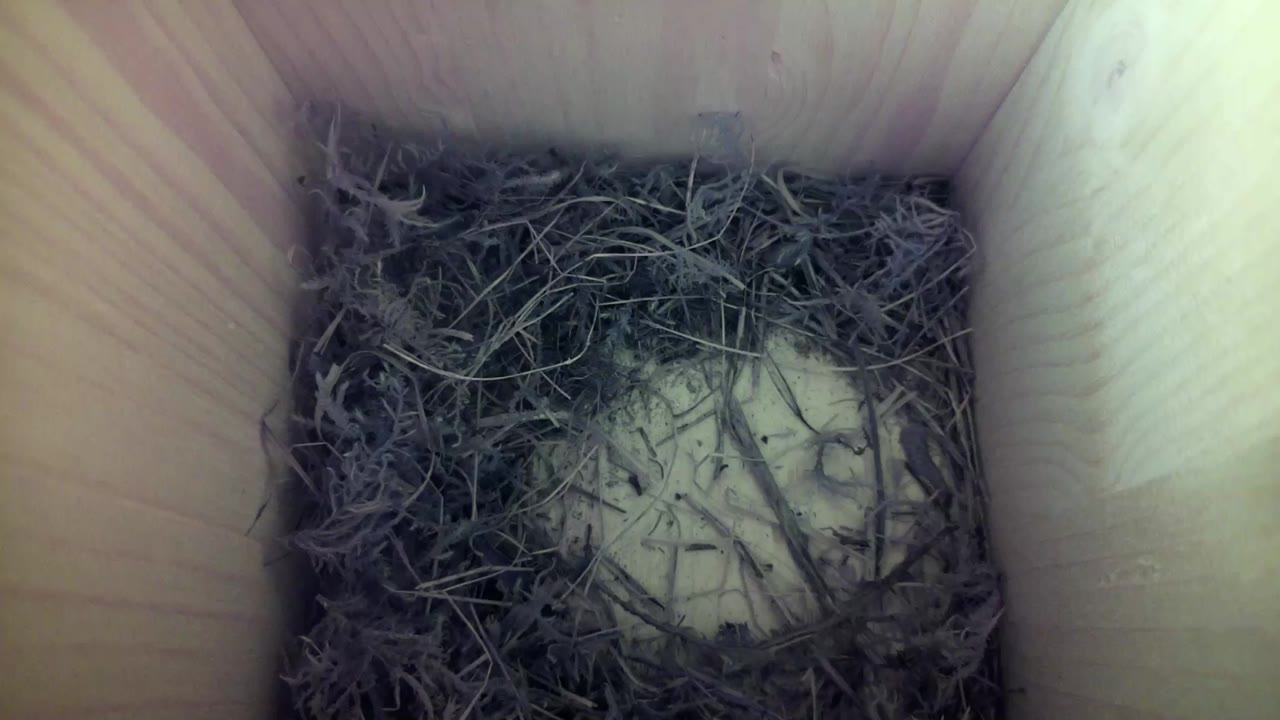 Aufnahme aus dem Vogelhaus