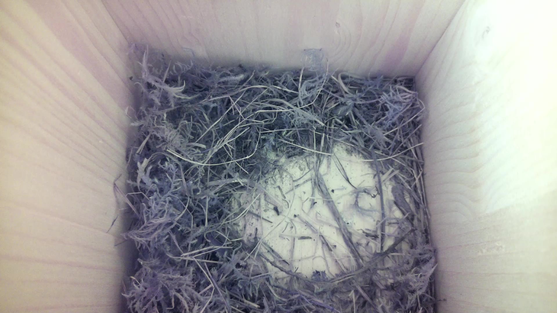 Aufnahme aus dem Vogelhaus