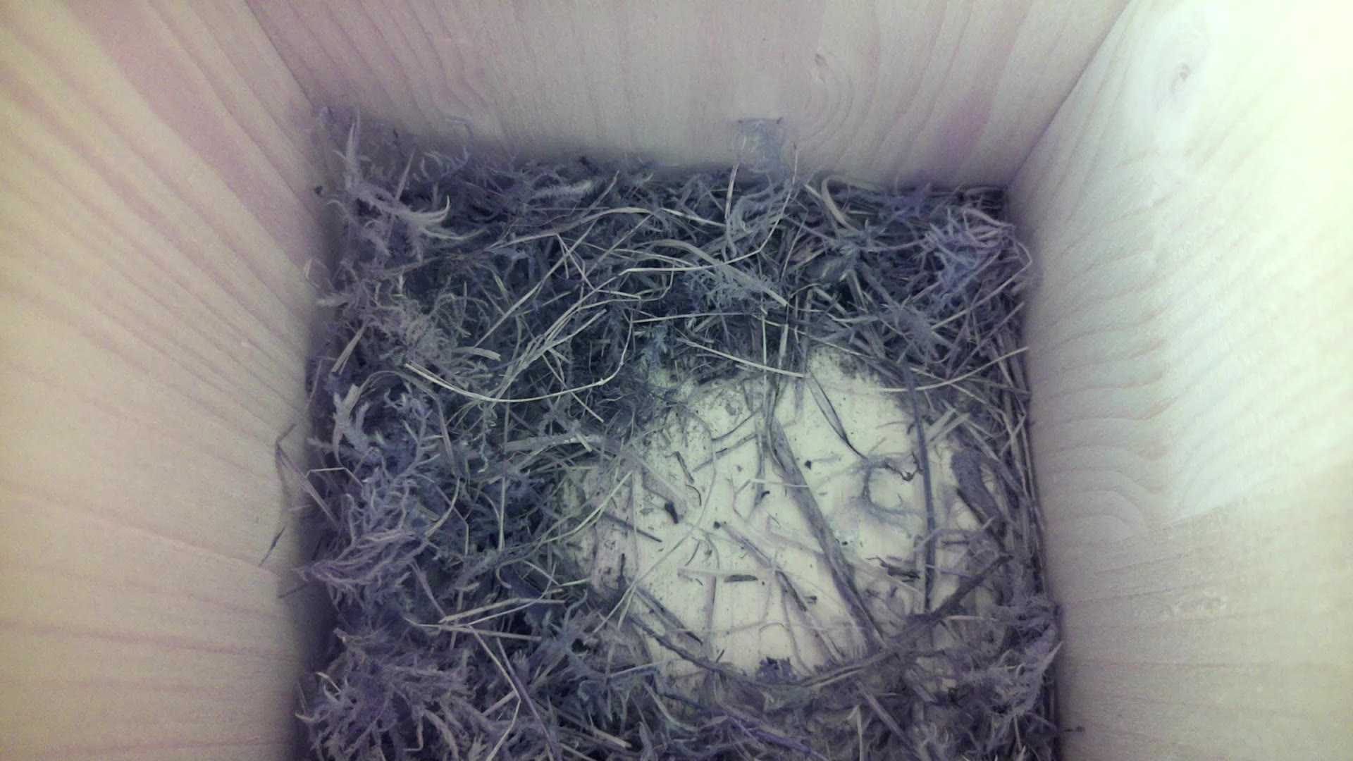 Aufnahme aus dem Vogelhaus