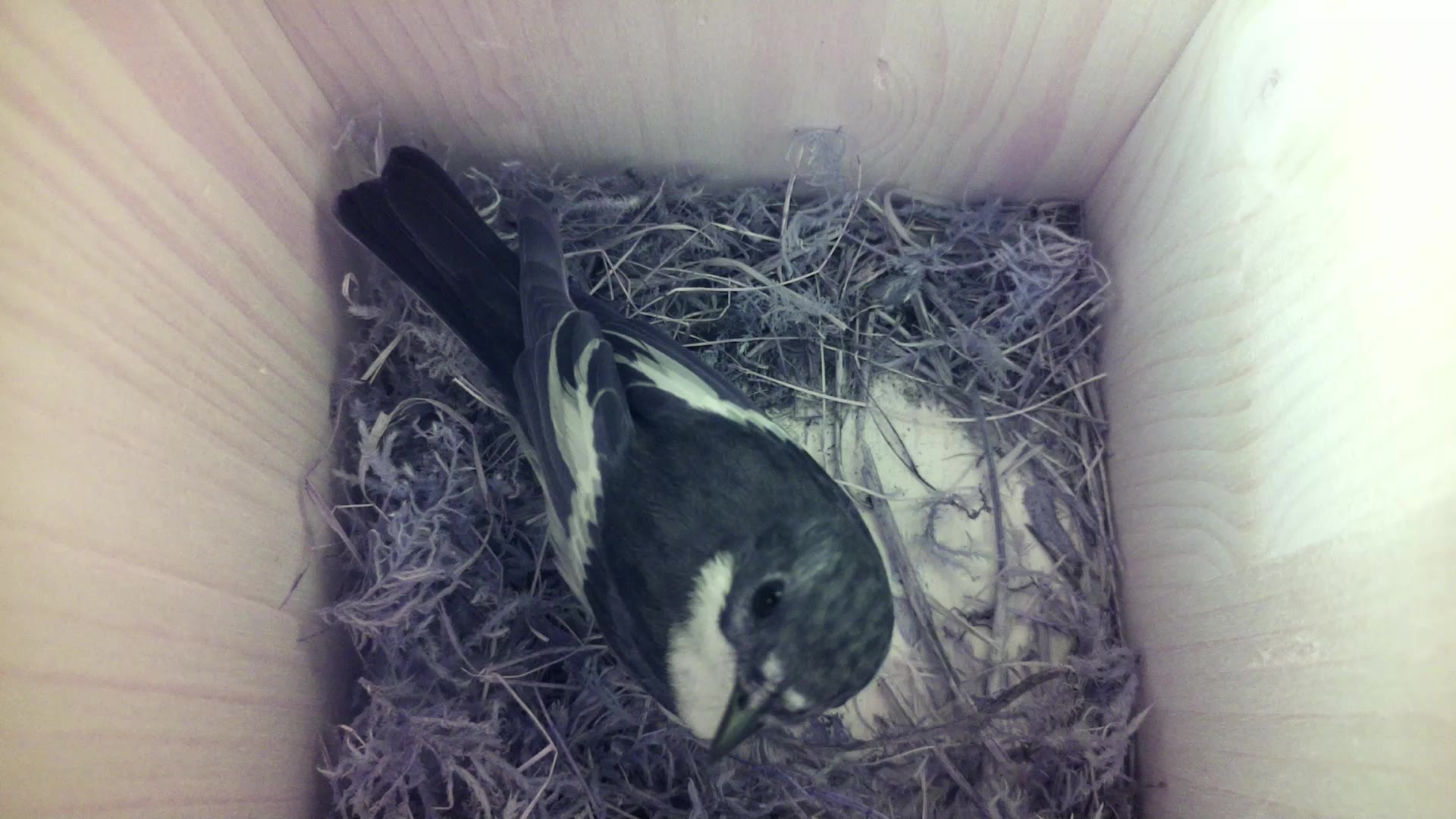 Aufnahme aus dem Vogelhaus