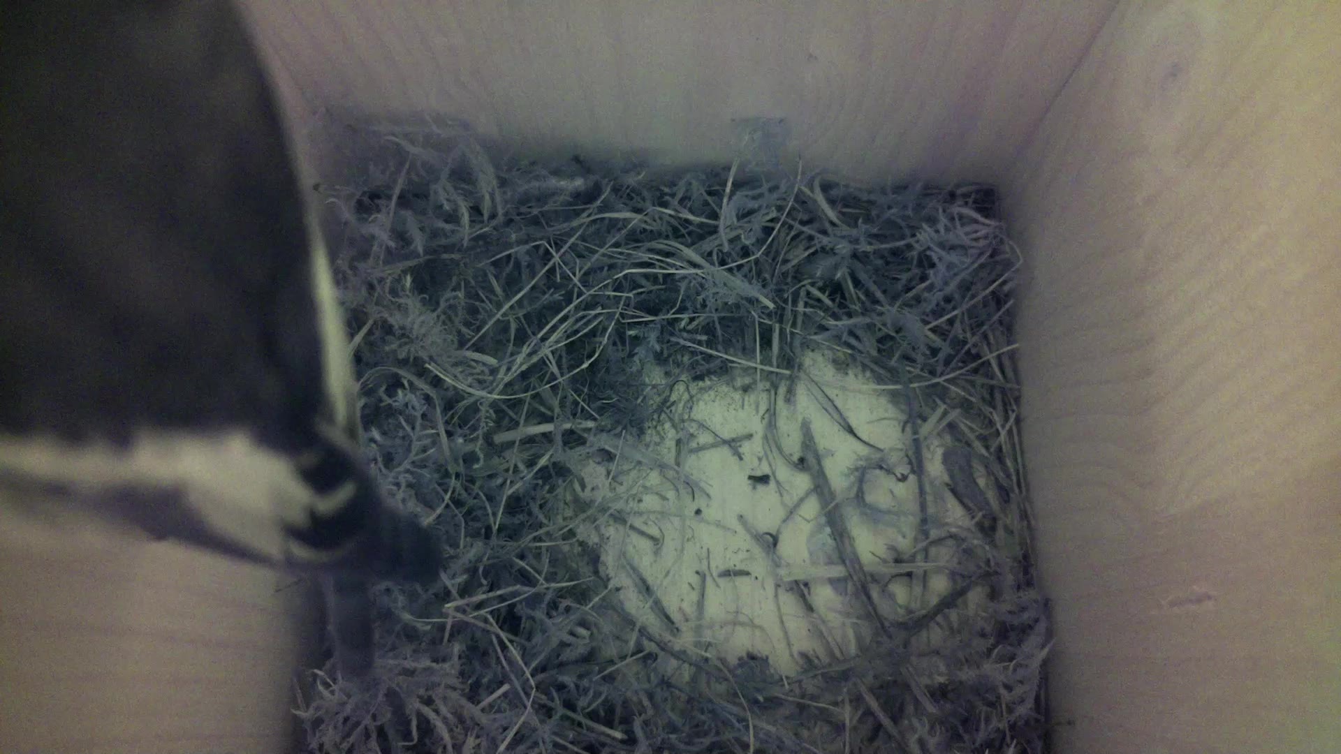 Aufnahme aus dem Vogelhaus